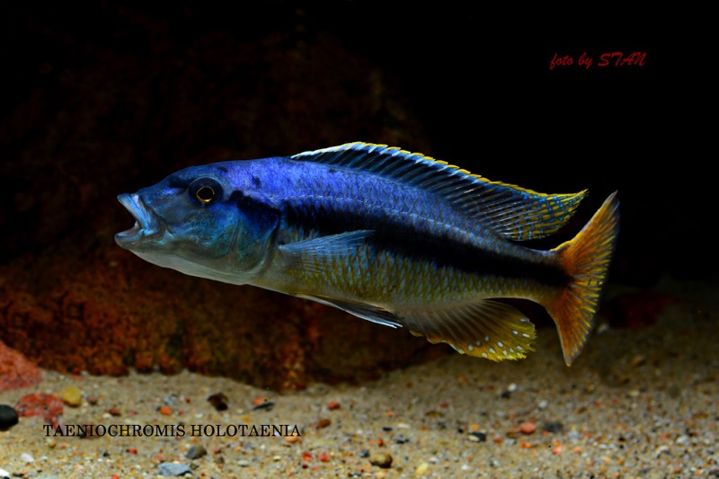 Taeniochromis holotaenia